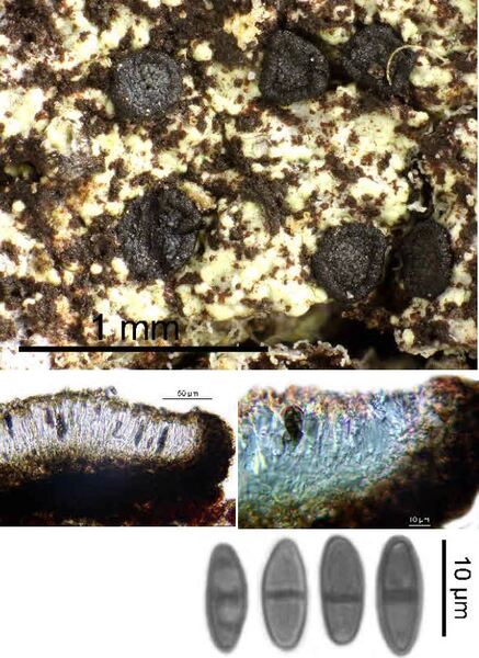 Amandinea melaxanthella (Nyl.) Marbach