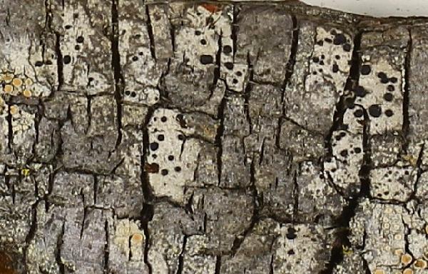 Amandinea microsticta (Meyen & Flot.) Marbach