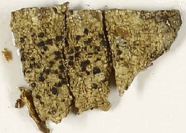 Amandinea natalensis (Vain.) Marbach