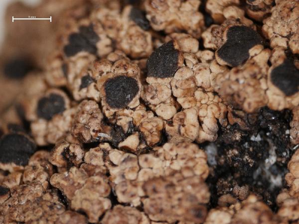 Amandinea petermannii (Hue) Matzer, H. Mayrhofer & Scheid.