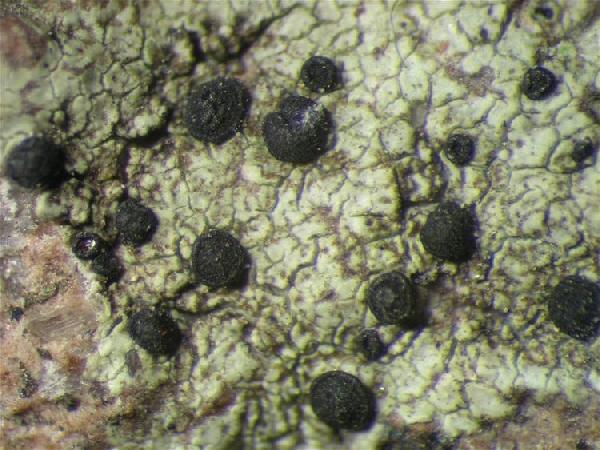 Amandinea prospersa (Nyl.) Elix & H. Mayrhofer