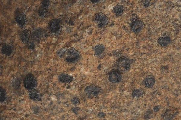 Amandinea subplicata (Nyl.) Øvstedal