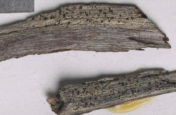 Amandinea yaucoensis (Vain.) Elix & van den Boom