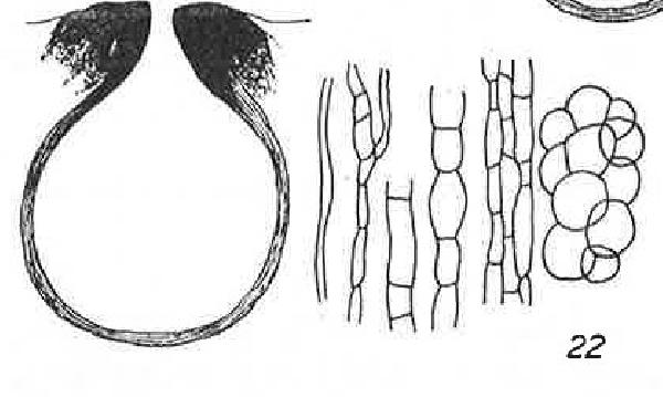 Amphoridium sylvaticum (Arnold) Servít
