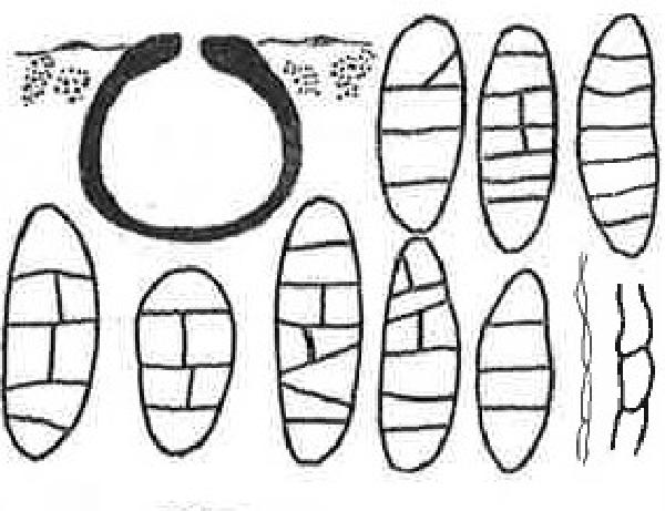 Amphoroblastia decussata Servít