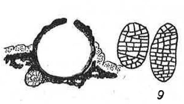 Amphoroblastia muscorum Servít