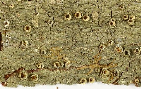 Ampliotrema megalostomum (Müll. Arg.) M. Cáceres & Lücking