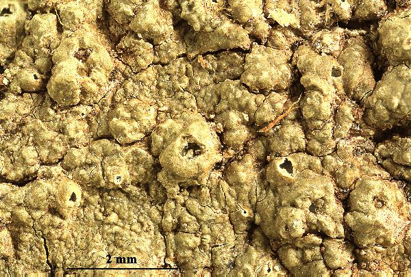 Ampliotrema palaeoamplius (Aptroot & Sipman) Kalb