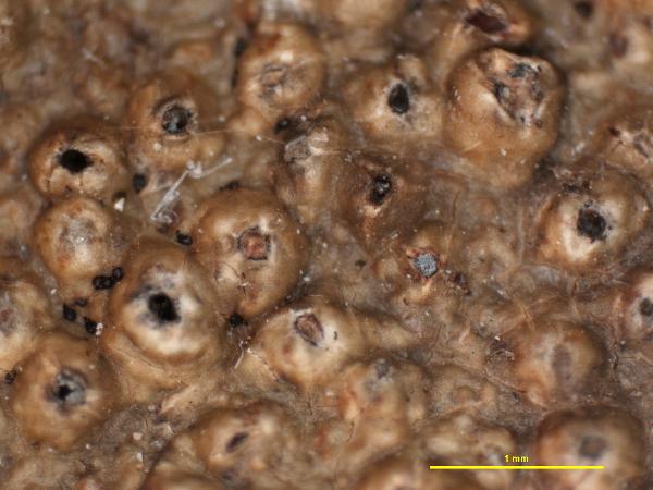 Ampliotrema rimosum (Hale) Merc.-Díaz, Lücking & Parnmen