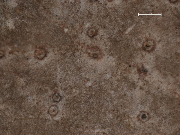 Ampullifera foliicola Deighton