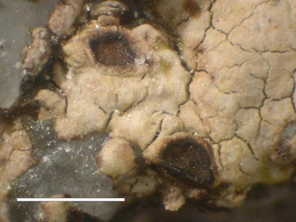 Amygdalaria haidensis Brodo & Hertel