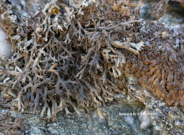 Anaptychia ciliaris subsp. mamillata (Taylor) D. Hawksw. & P. James