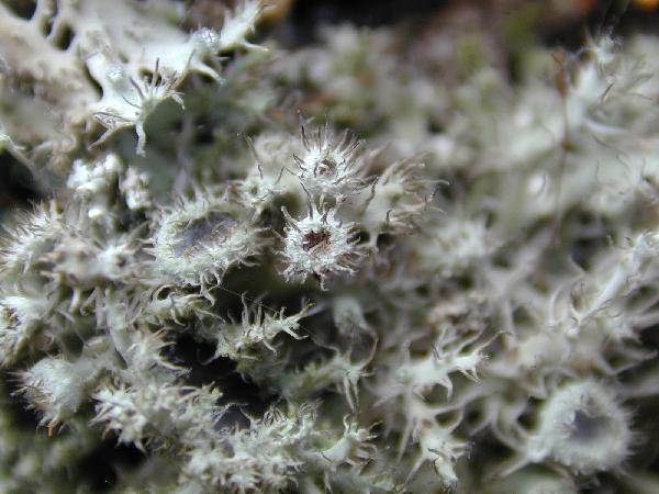 Anaptychia kaspica Gyeln.