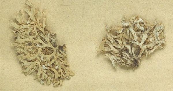 Anaptychia loriformis Kurok.