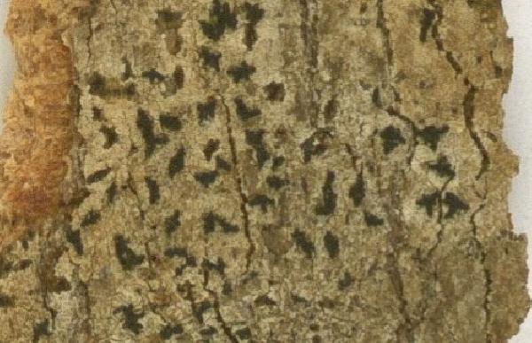 Ancistrosporella curvata (Aptroot) Komposch