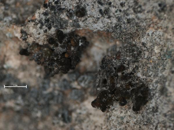 Anema diffusum (Nyl.) Nyl.