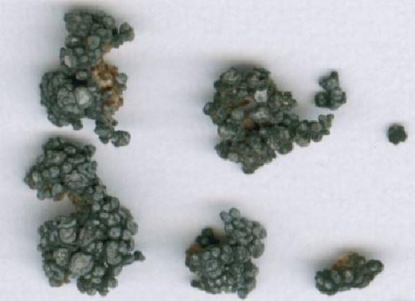 Anema suffruticosum P.P. Moreno & Egea