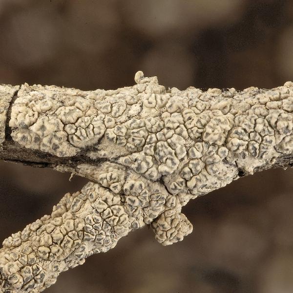 Angiactis spinicola Aptroot & Sparrius