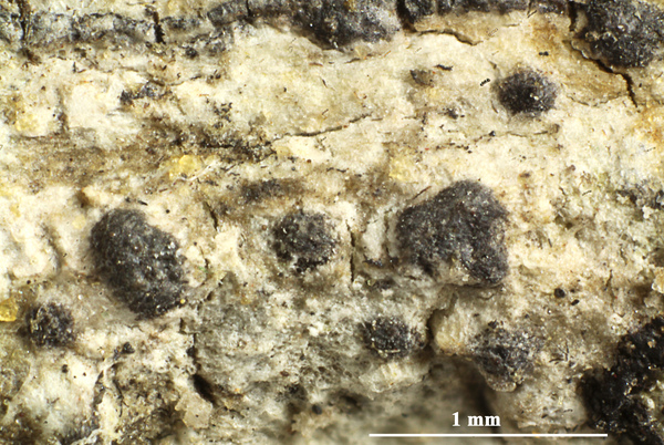 Anisomeridium anisolobum (Müll. Arg.) Aptroot