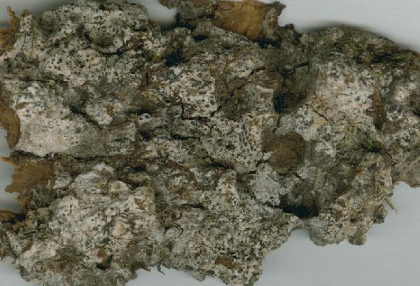Anisomeridium biformoides R.C. Harris