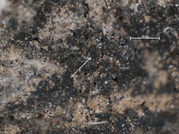 Anisomeridium distans (Willey) R.C. Harris
