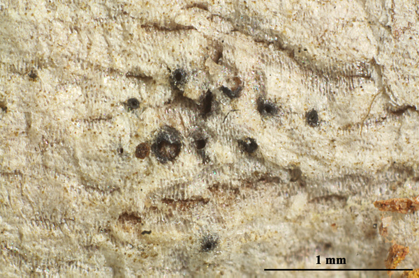 Anisomeridium excellens (Nyl. ex Müll. Arg.) R.C. Harris