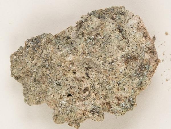 Anisomeridium finkii (R.C. Harris) R.C. Harris