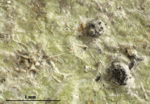 Anisomeridium globosum Aptroot, D.S. Andrade & M. Cáceres