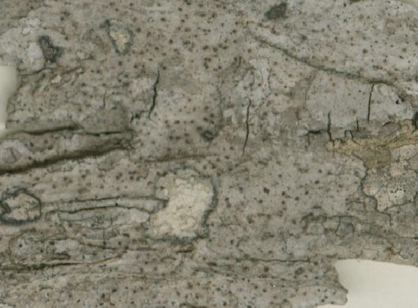 Anisomeridium griffinii R.C. Harris