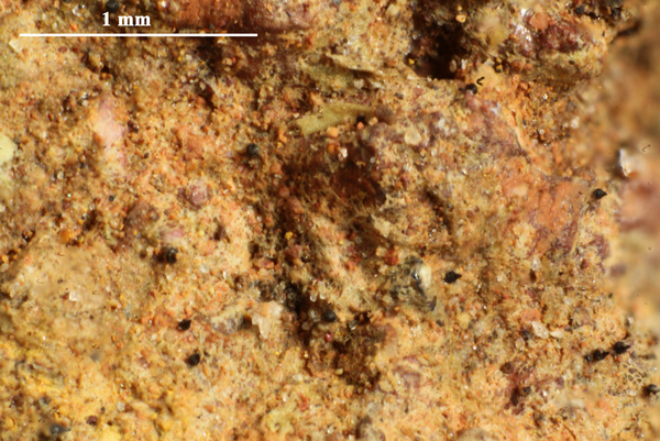 Anisomeridium lateriticum Aptroot & M. Cáceres