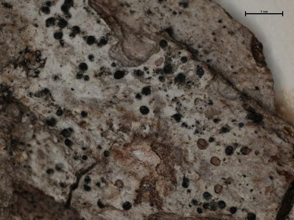 Anisomeridium leucochlorum (Müll. Arg.) R.C. Harris