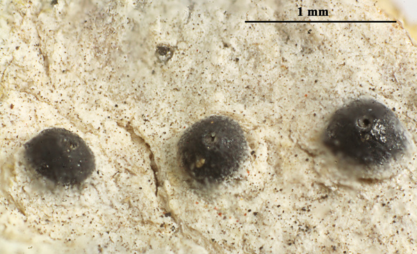 Anisomeridium subprostans (Nyl.) R.C. Harris