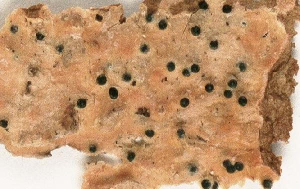 Anisomeridium subtruncatum Aptroot