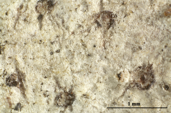 Anisomeridium triseptatum Aptroot & M. Cáceres