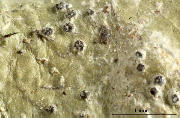 Anisomeridium truncatum (Müll. Arg.) R.C. Harris