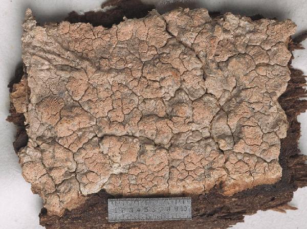 Anomomorpha aggregans (Nyl.) Staiger