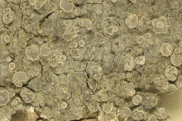 Anomomorpha lecanorina Sipman