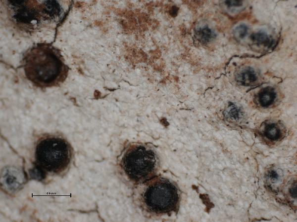 Anthracothecium albescens (Nyl.) Müll. Arg.