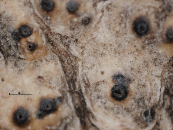 Anthracothecium americanum (Ach.) Müll. Arg.