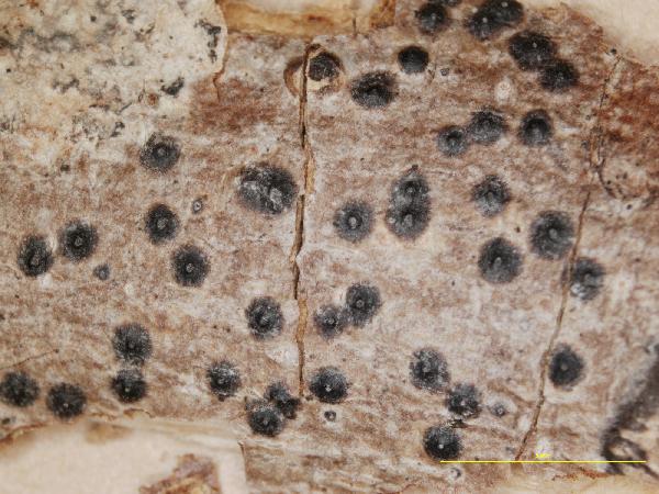 Anthracothecium corcovadense Malme
