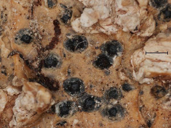Anthracothecium fulvum Müll. Arg.