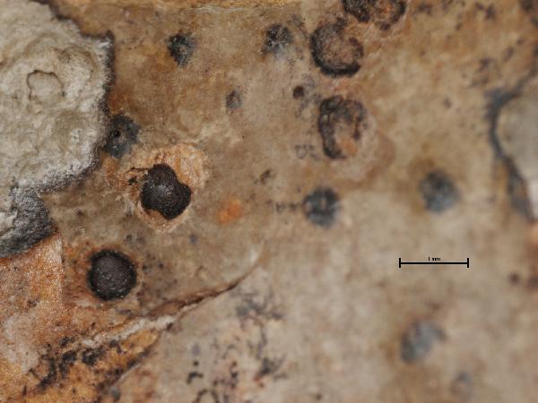 Anthracothecium goniostomum Müll. Arg.