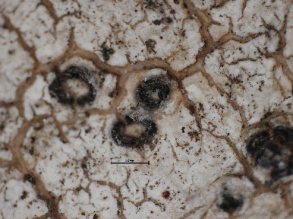 Anthracothecium inclinatum (Müll. Arg.) Kashiw.