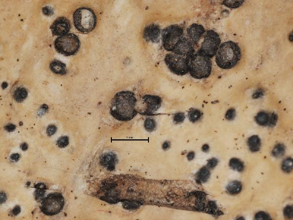 Anthracothecium interponens Müll. Arg.