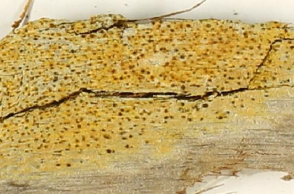 Anthracothecium ochrotropum (Nyl.) Zahlbr.