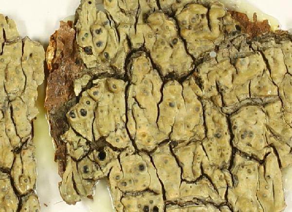 Anthracothecium oculatum Müll. Arg.