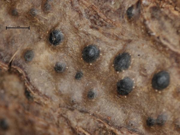 Anthracothecium papilliferum (Nyl.) Müll. Arg.
