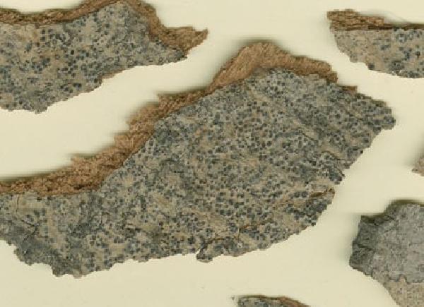 Anthracothecium pauciloculare Herre