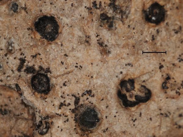 Anthracothecium praelustre (Kremp.) Müll. Arg.