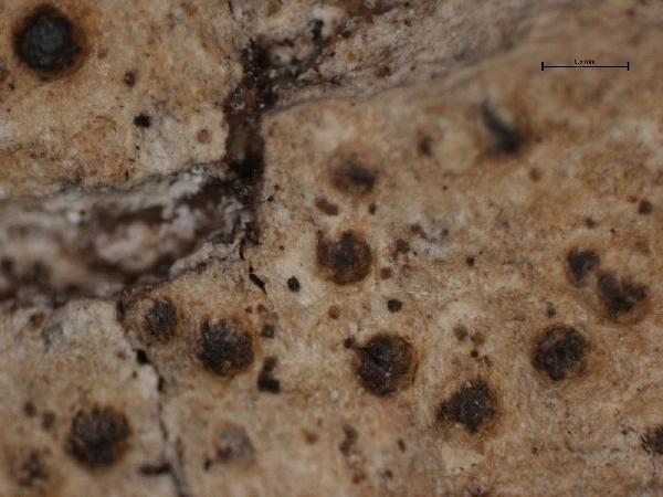 Anthracothecium sinapispermum (Fée) Müll. Arg.